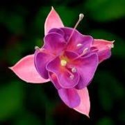 fuchsia-flower-real