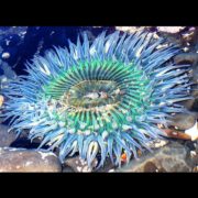 turquoise-sea-anemone-real